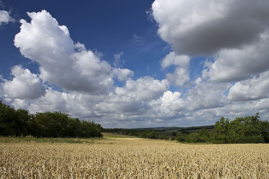 wheat field surrounded with trees, clouds, sky, cornfield, agriculture HD wallpaper