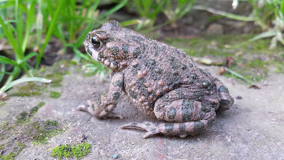 Frog, Toad, Nature, Summer, Green Grass, sun, animals, insects HD wallpaper