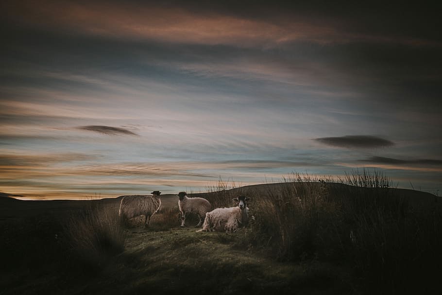 high definition photo of three sheep in grass field, three white animals on grass HD wallpaper