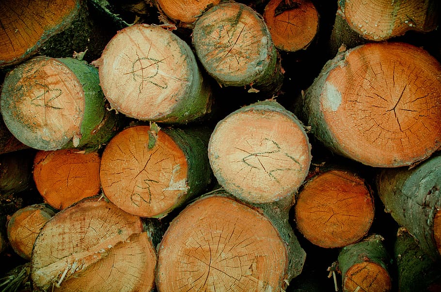 nature, tree, pine, pine forest, splint, chip, lumber, industrial wood HD wallpaper