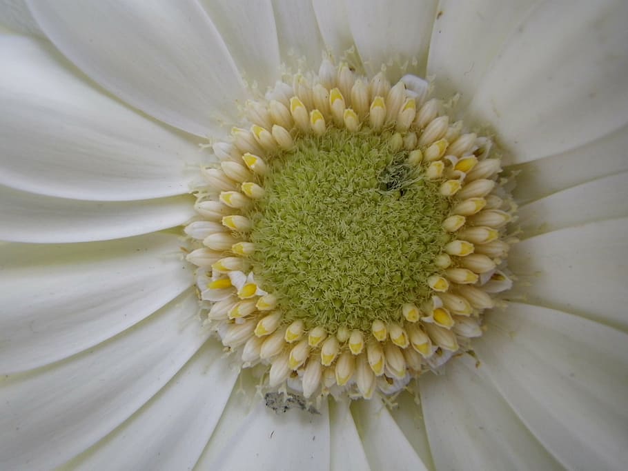 flower, macro, white, spring flower, flower head, inflorescence HD wallpaper