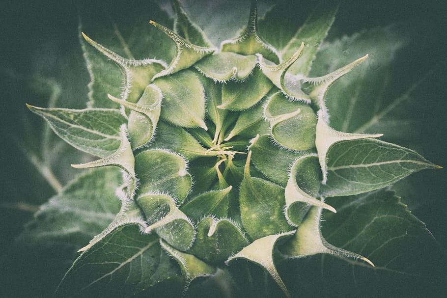 green sunflower bud in closeup photo, young, undeveloped, flora HD wallpaper