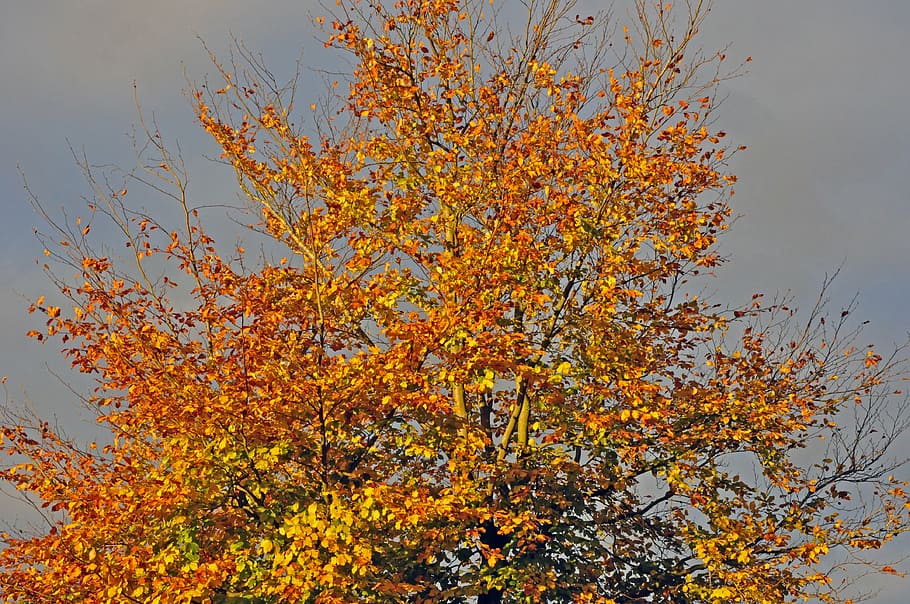autumn, beech in the sun, beech tree, nature, yellow, leaf HD wallpaper