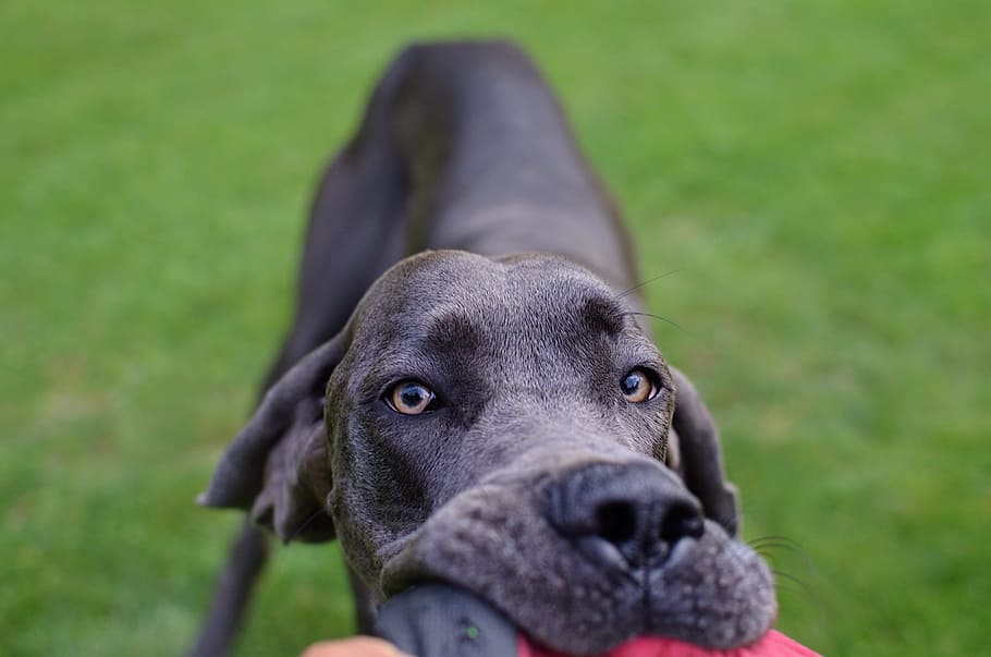 dog, great dane, head, canine, one animal, domestic animals HD wallpaper