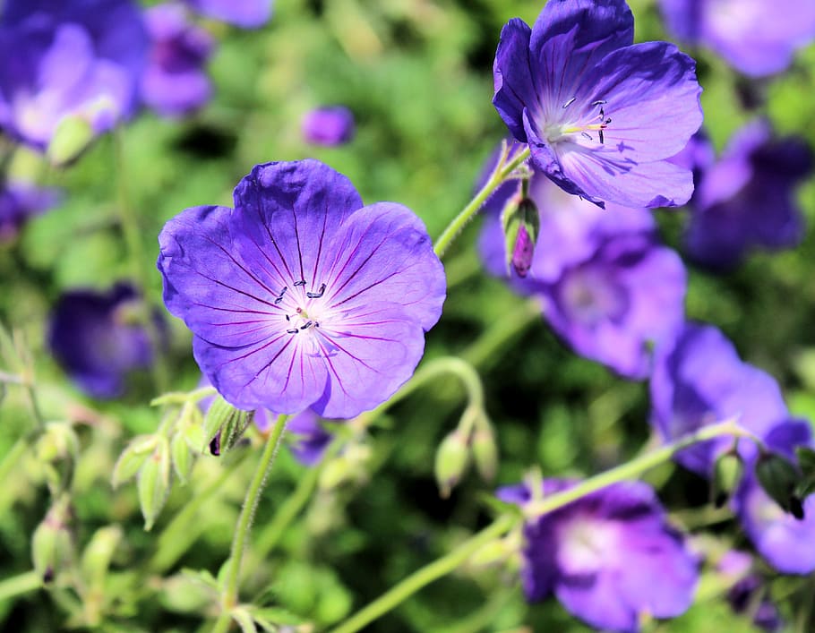 Geranium, Wild, Purple, Flower, Nature, plants, spring, summer, HD wallpaper