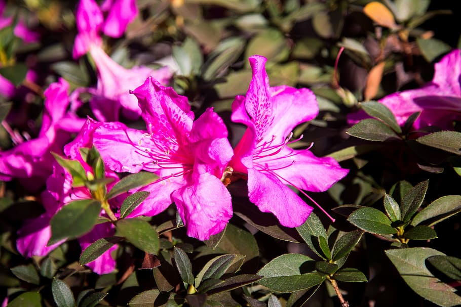 nature, flower, filter, garden, flowers, petal, plant, flowering plant HD wallpaper