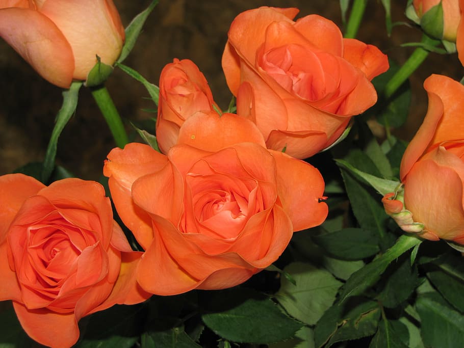 red roses, bunch, bay, flowering plant, petal, fragility, beauty in nature HD wallpaper