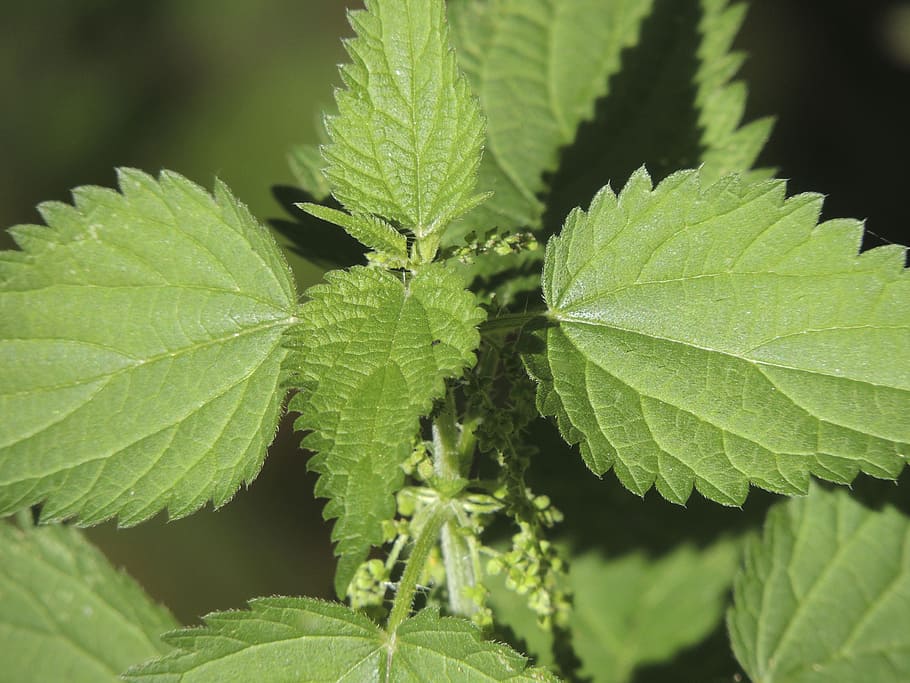 stinging nettle, urtica, urticaceae, plant, nature, weed, naturopathy, HD wallpaper