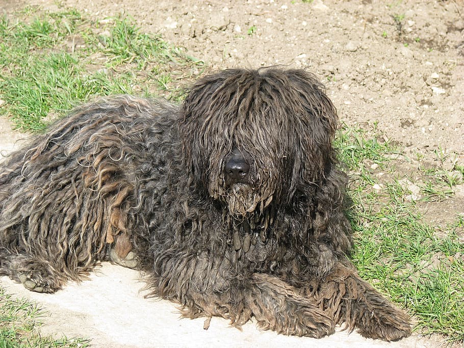 dog, puli, animal, animal themes, mammal, one animal, vertebrate HD wallpaper