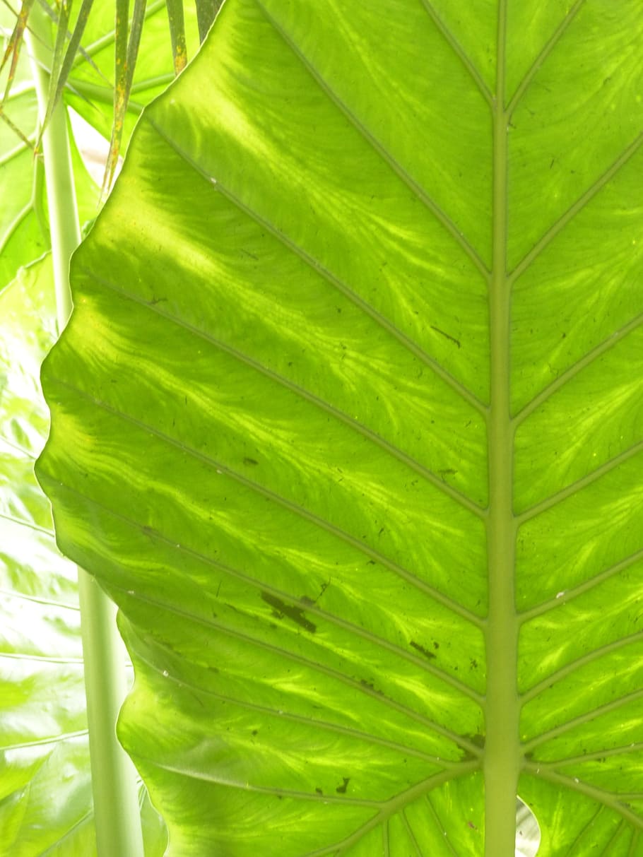 leaf, large, green, translucent, elephant leaf, arrow leaves HD wallpaper