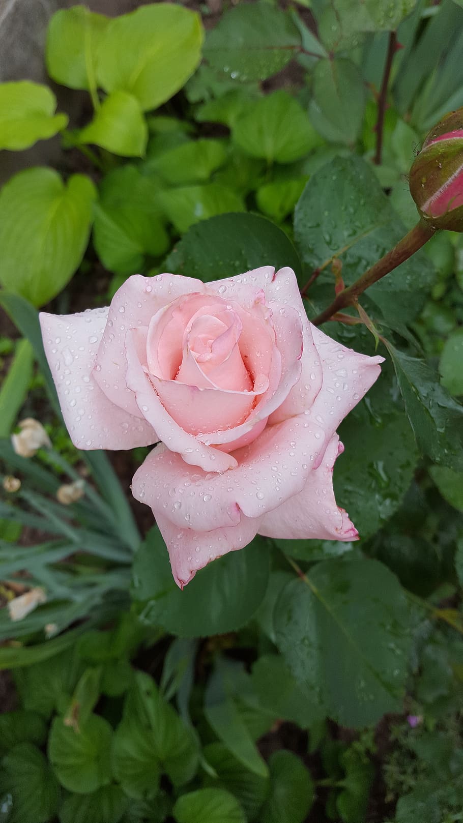 HD wallpaper: rose, rosas color, plant, beauty in nature, flower, flowering  plant