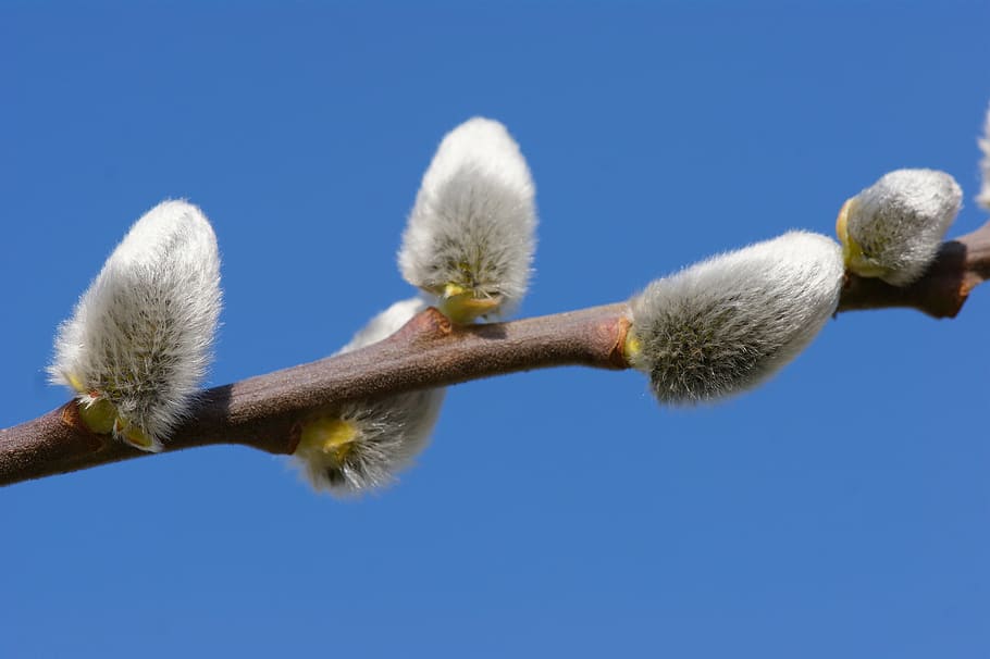 pussy willow, hairy, fluffy, close, branch, nature, bush, spring, HD wallpaper