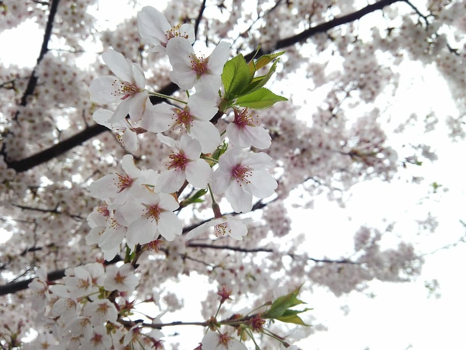 Cherry, Spring, Spring, Cherry, Cherry Blossom Viewing, flower HD wallpaper