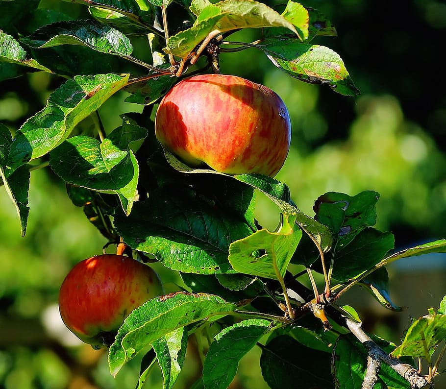 Apple Tree, Fruit, Nature, autumn, red, close, kernobstgewaechs HD wallpaper