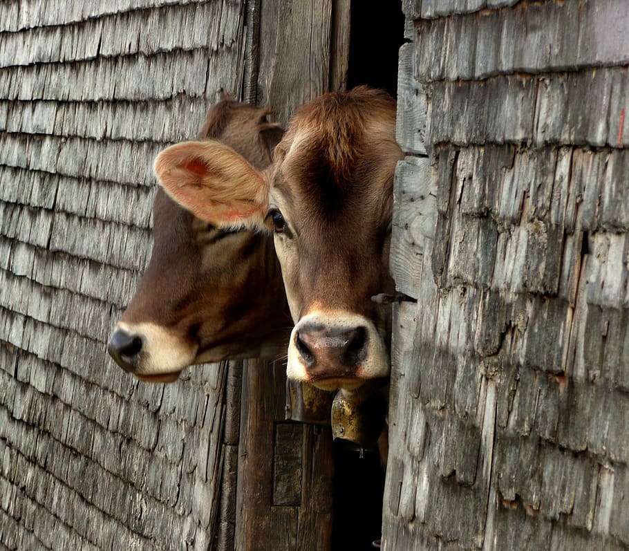 two brown cattle peeking though wooden door, cows, alm, young animal, HD wallpaper