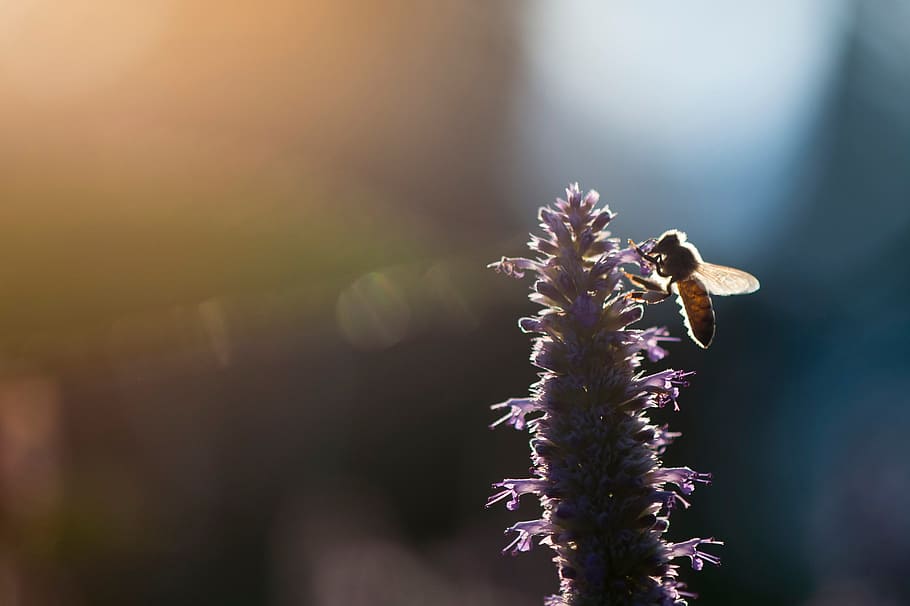flower, bee, insect, light, flowering plant, beauty in nature HD wallpaper