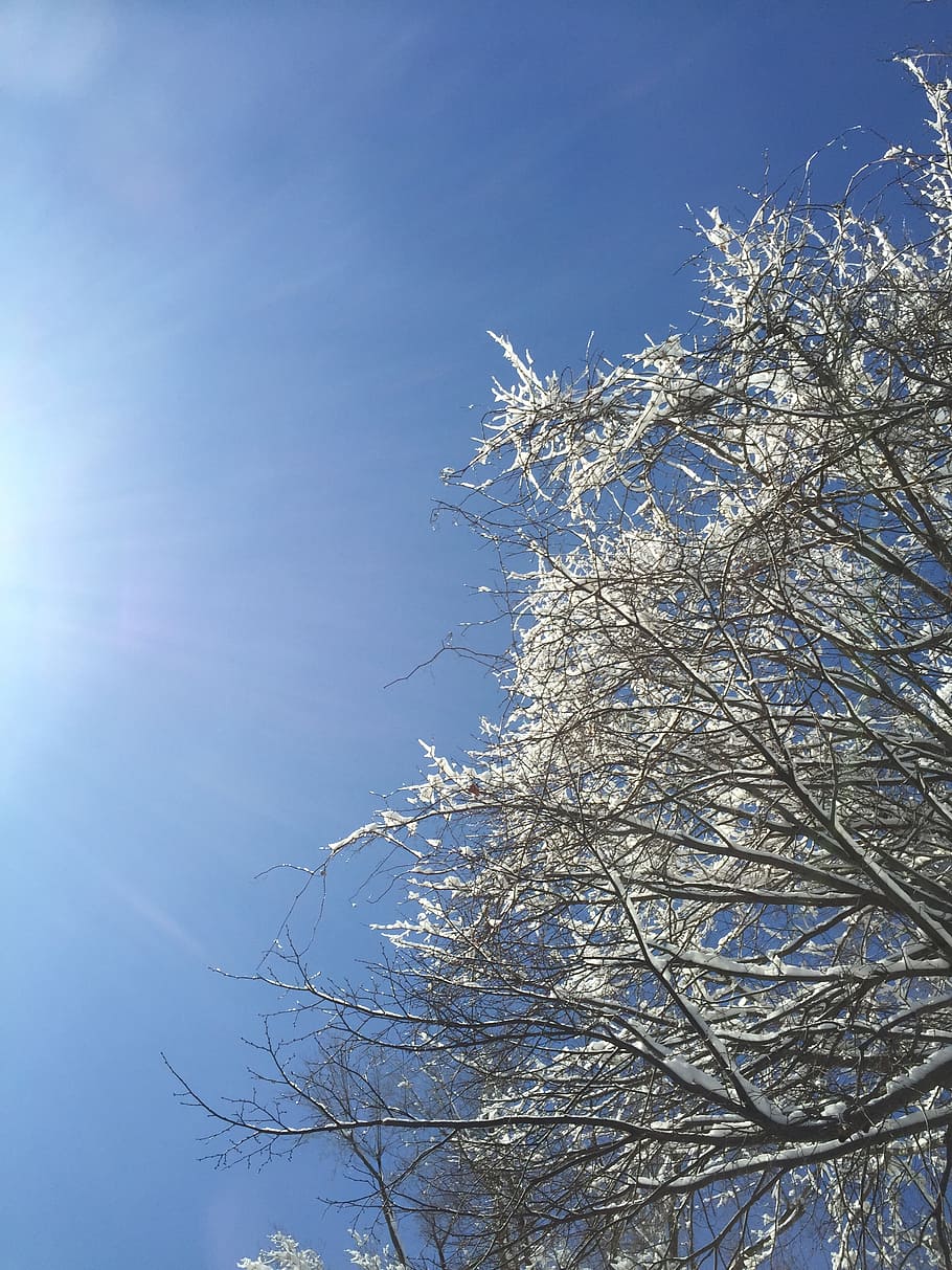 tree, snowy, sky, nature, winter, cold, outdoors, frozen, weather HD wallpaper
