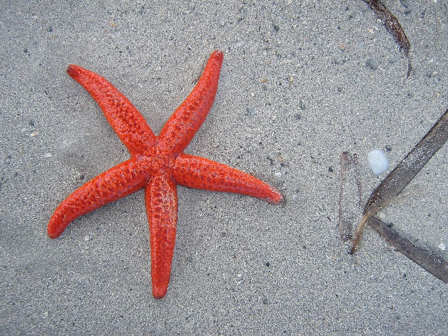 Public Domain. photo of red starfish, beach, sand, sea, marine life, contra...