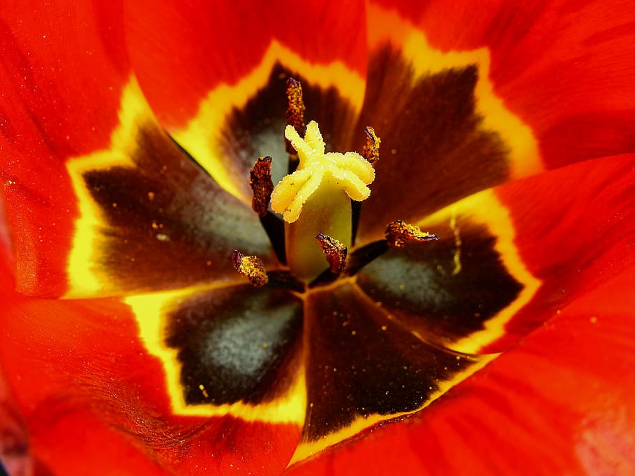 flower, blossom, bloom, nature, spring, lenz, tulip, stamp HD wallpaper