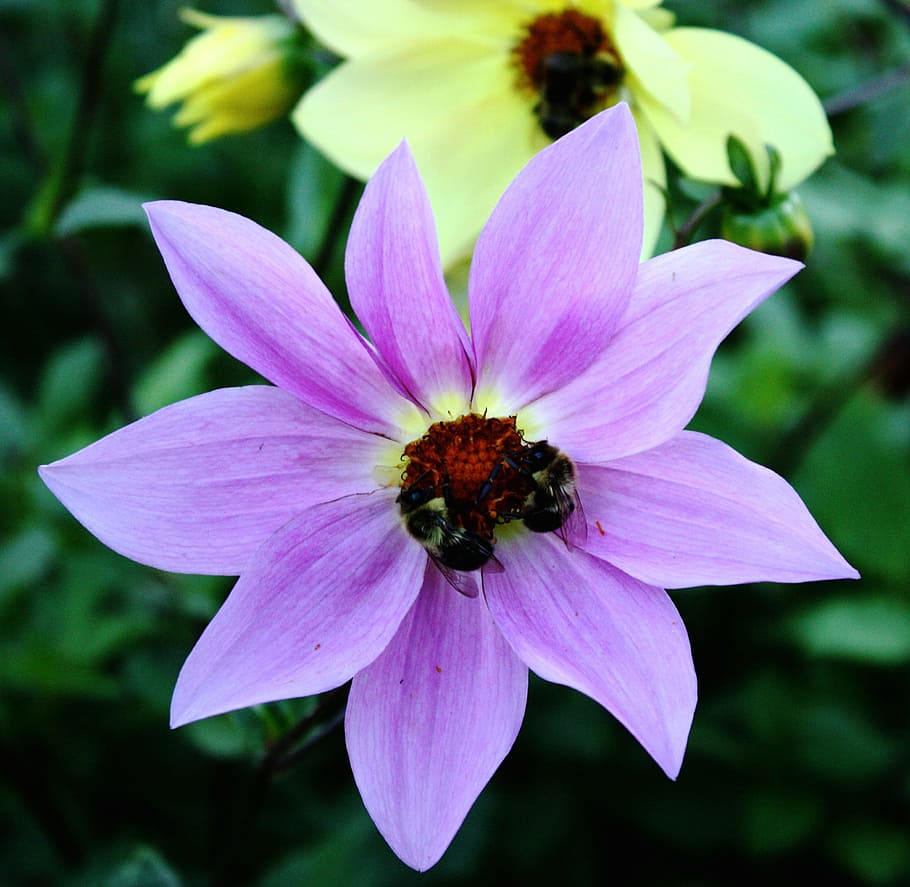 flower, bees, garden, pollinating, insect, nature, honey, blossom HD wallpaper