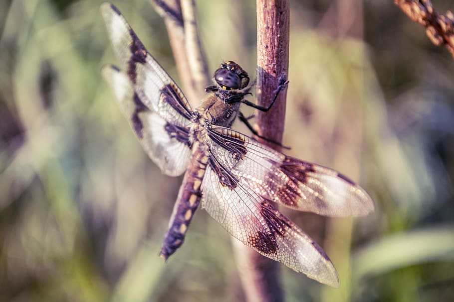 dragonfly, perch, insect, perched, nature, bug, wild, wildlife HD wallpaper
