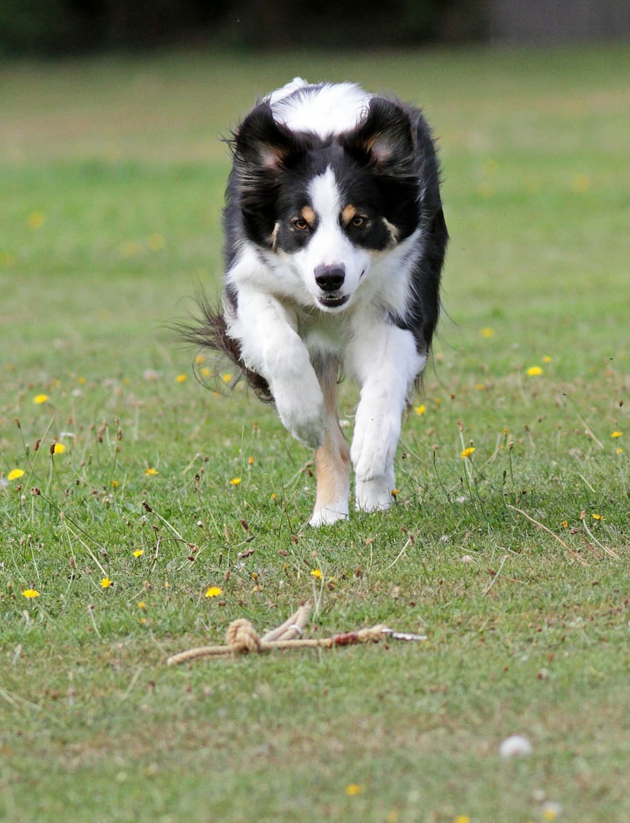 Adorable, Background, Brown, Collie, curious, cute, dog, ear HD wallpaper