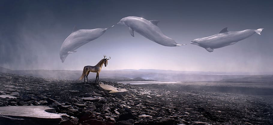 three dolphins jumping, fantasy, stone desert, horse, fly, weightless HD wallpaper