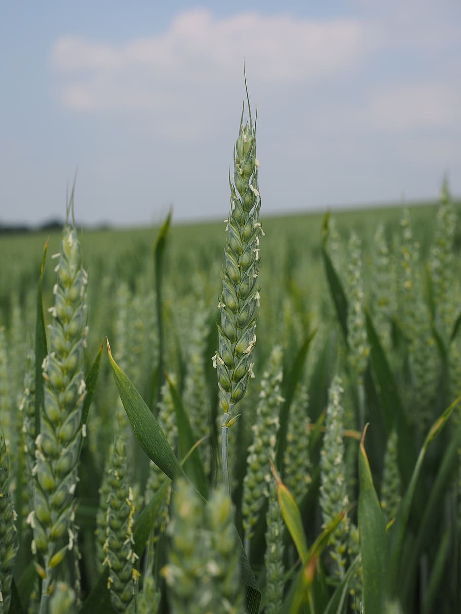 wheat field, wheat spike, cornfield, cereals, summer, agriculture HD wallpaper