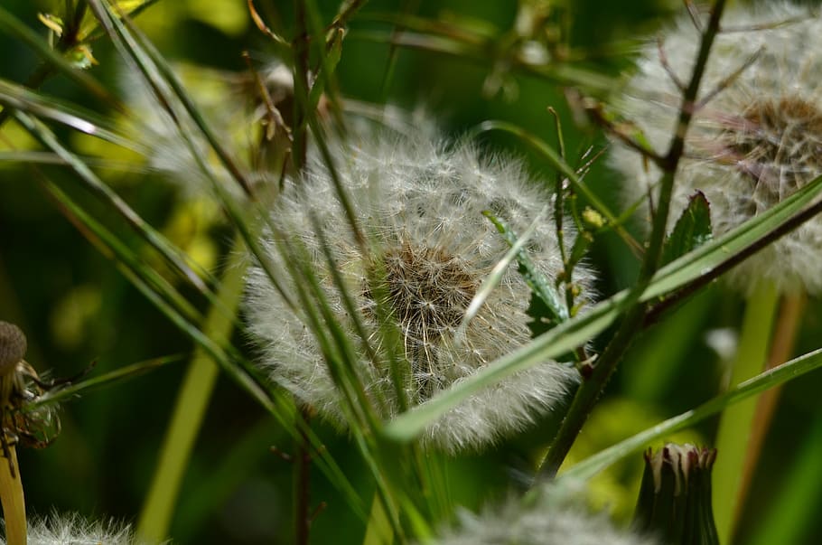 dandelion, flower, nature, spring, plant, growth, close-up HD wallpaper