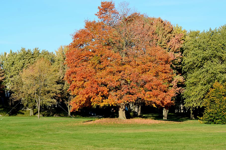 trees, spring, green, nature, season, sunny, scene, plant, autumn HD wallpaper