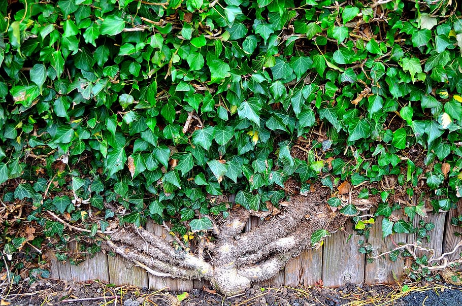 Ivy, Wall, Background, Nature, Green, plant, season, decoration HD wallpaper