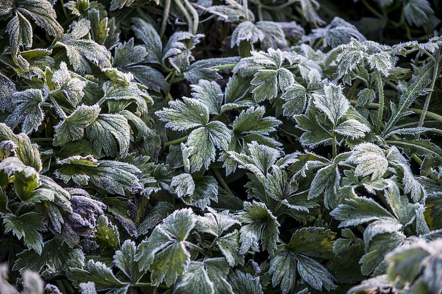 frost, grass, autumn, growth, leaf, plant part, nature, freshness HD wallpaper