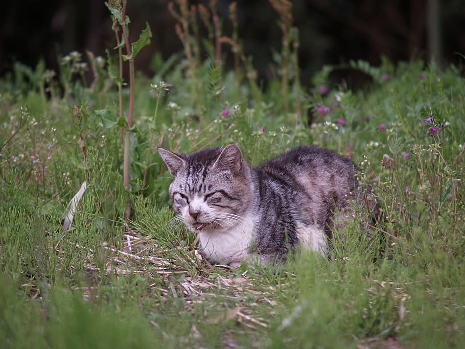 cat, wild cat, skew, spring, domestic Cat, pets, animal, cute, HD wallpaper