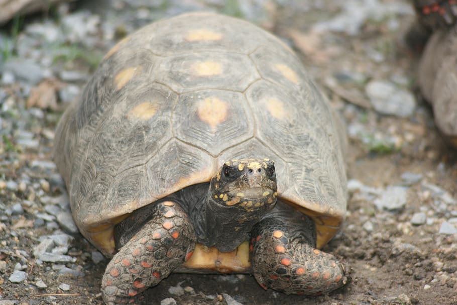 turtle, pet, tortoise, nature, reptile, wildlife, amphibian HD wallpaper