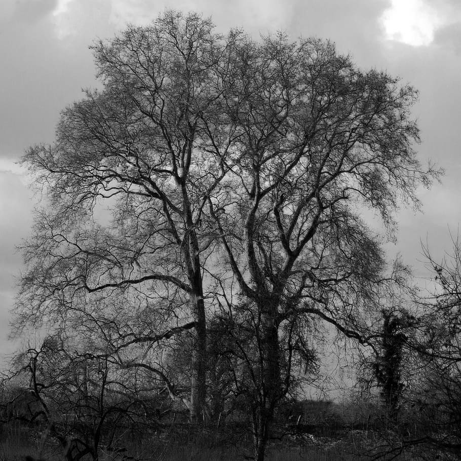 tree, forest, nature, landscape, old tree, plant, bare tree HD wallpaper
