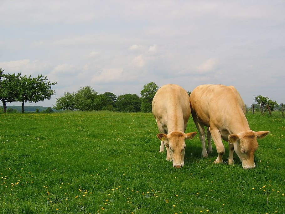 meadow, whey, cows, mammal, plant, animal themes, domestic HD wallpaper