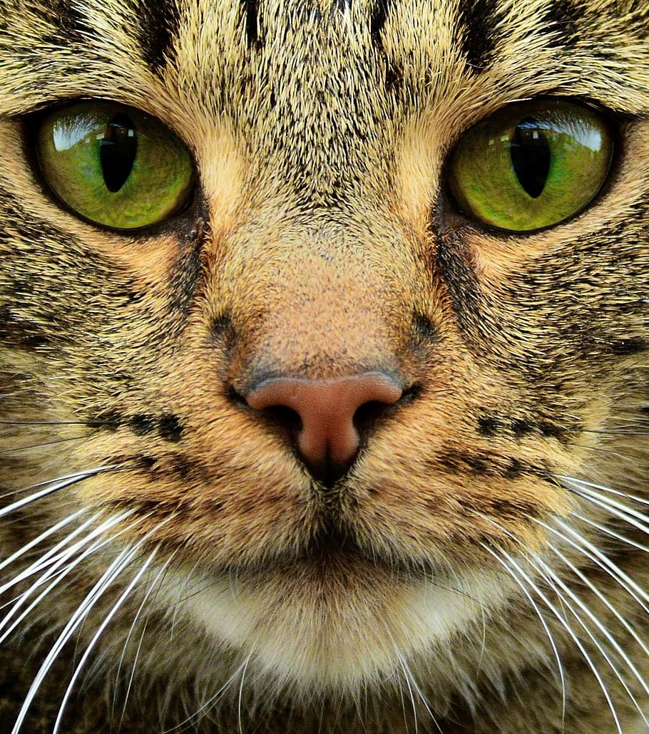 Cat, Feline, Mammal, Animal, Pet, domestic, barred tabby, whiskers, HD wallpaper
