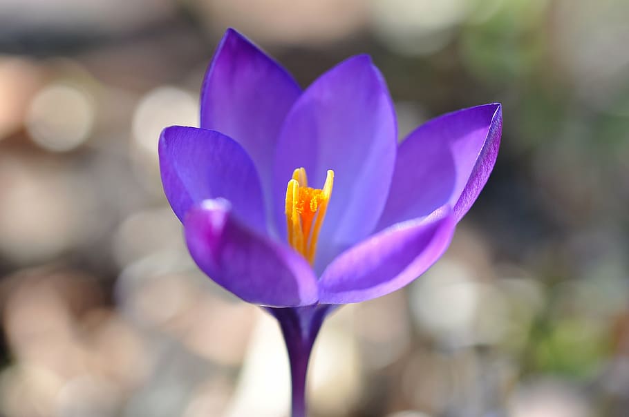 crocus, flower, blossom, bloom, plant, spring flower, purple HD wallpaper