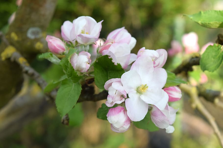 apple blossom, branch, fruit tree, spring, nature, flowering plant HD wallpaper