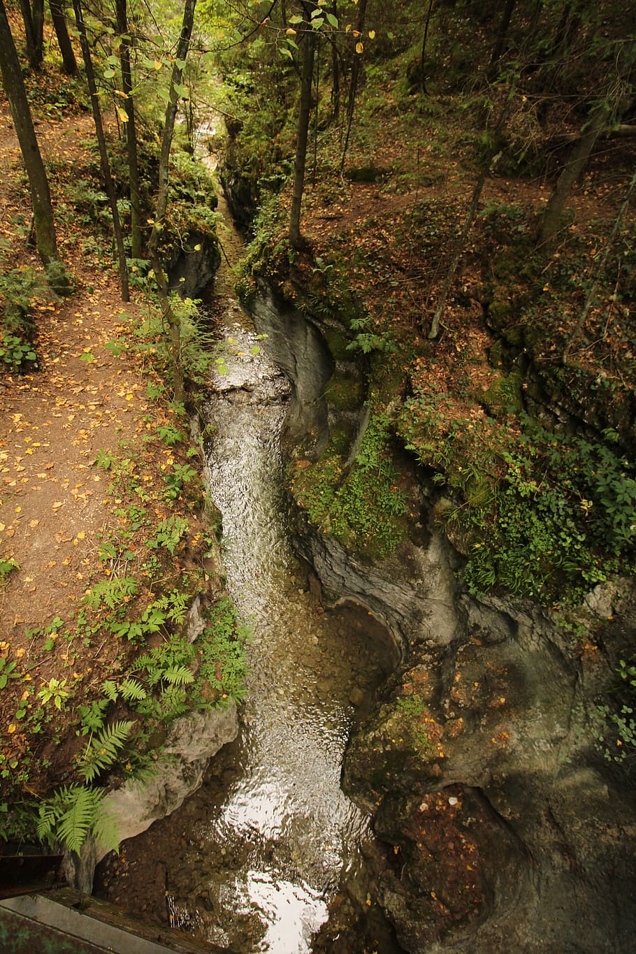 stream, forest, nature, water, nature landscape, tree, stone HD wallpaper