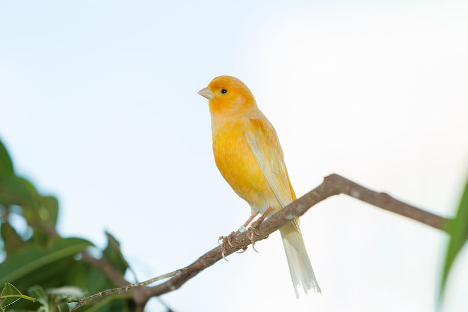 selective focus photography of yellow bird, yellow finch, finch bird yellow