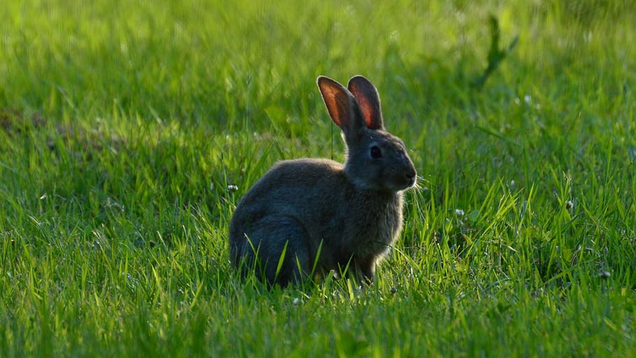 rabbit, wild, grass, animal themes, rabbit - animal, mammal HD wallpaper
