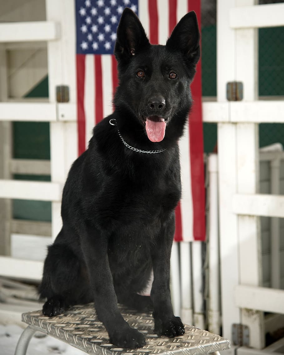 adult solid black German shepherd beside USA flag, dog, military, HD wallpaper