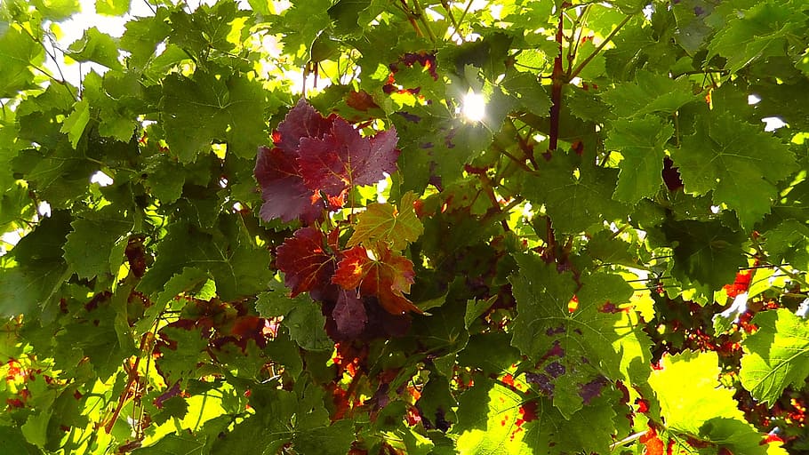 green and red leafed tree at daytime, Wine, Plant, Grapevine HD wallpaper