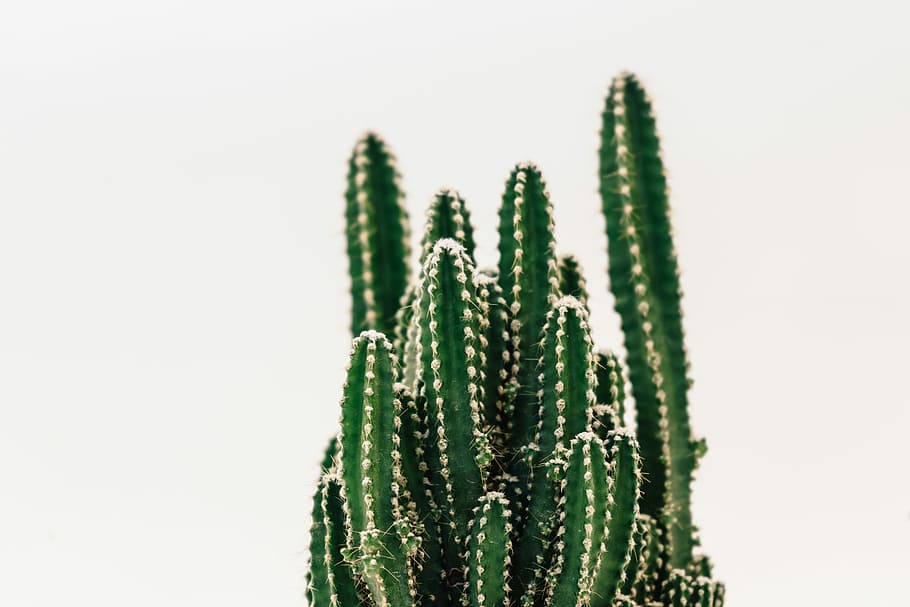 green cactus, botanical, plant, prickly, cacti, nature, studio shot HD wallpaper