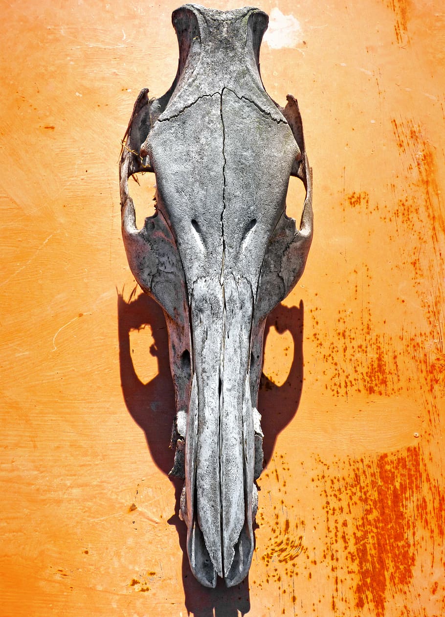 skull, goat, sinister, close-up, no people, mammal, animal themes HD wallpaper
