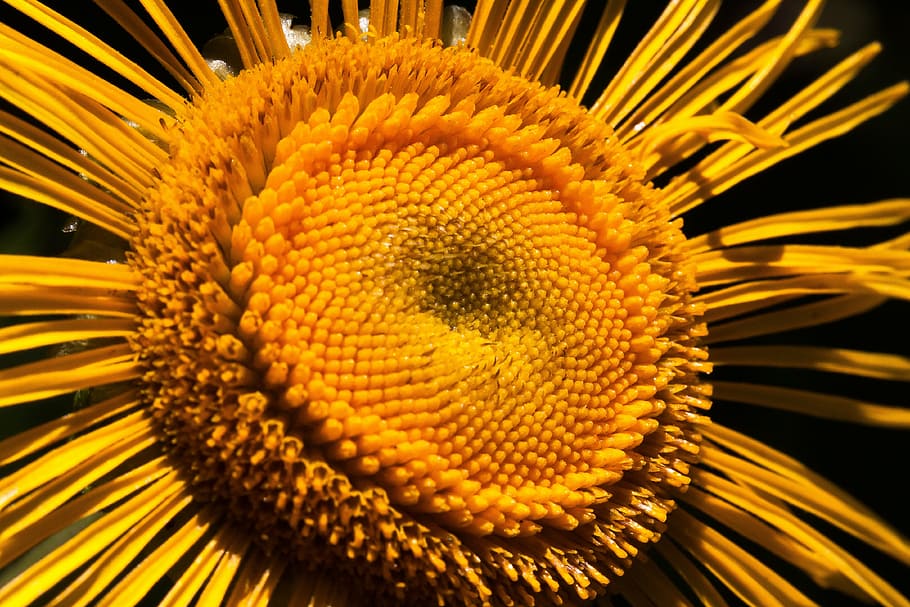 inula, flower, yellow, composites, flower basket, tongue blooms HD wallpaper