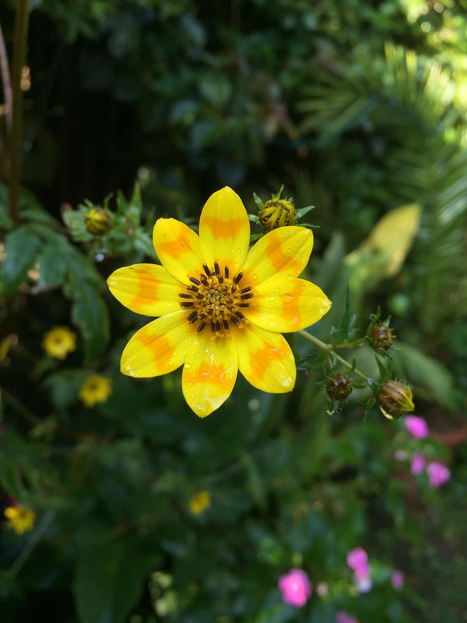 Flower, Daisy, Ethiopia, Yellow, meskal, nature, plant, summer, HD wallpaper