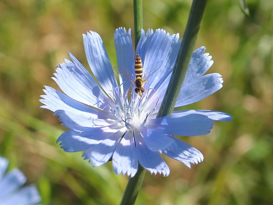 Hd Wallpaper Nature Outdoors Plant Flower No One Chicory Blue Blue Flower Wallpaper Flare