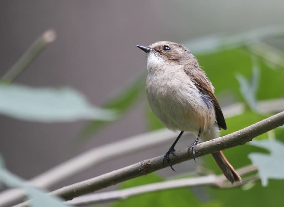 birds, nature, feather, animal themes, animal wildlife, vertebrate HD wallpaper